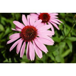 AWA herbs Echinacea kvet 100g