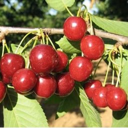 Čerešňa HALKA® (neskorá)