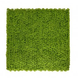 Machov plastov zelen stena 50x50 cm