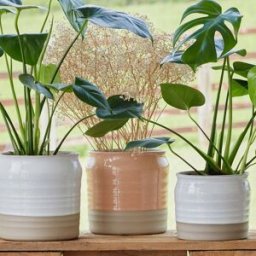 Ivyline - Puro Lipped Gloss Peach Ripple Planter