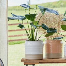 Ivyline - Puro Lipped Gloss White Ripple Planter