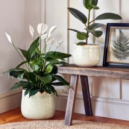 Ivyline - Pot Como in Ivory