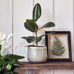 Ivyline - Pot Como in Mint