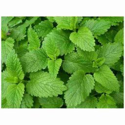 Spearmint 10ml Concentrated Flavor for Eliquid Self Mixing