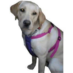 Car Seat Belt Clip-in Car Safety Harness