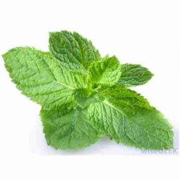 Peppermint 10ml Concentrated Flavor for Eliquid Self Mixing