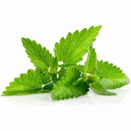 Mint 10ml Concentrated Flavor for Eliquid Self Mixing