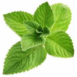 Menthol 10ml Concentrated Flavor for Eliquid Self Mixing