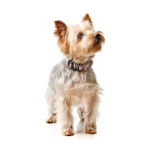 Dog Supplies