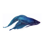 Fish Supplies