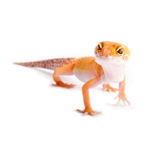 Reptiles et amphibiens