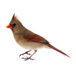 Oiseaux sauvages
