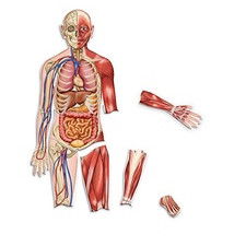 Double-Sided Magnetic Human Body