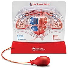 Pumping Heart Model 16497563