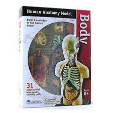 Human Body Anatomy Model